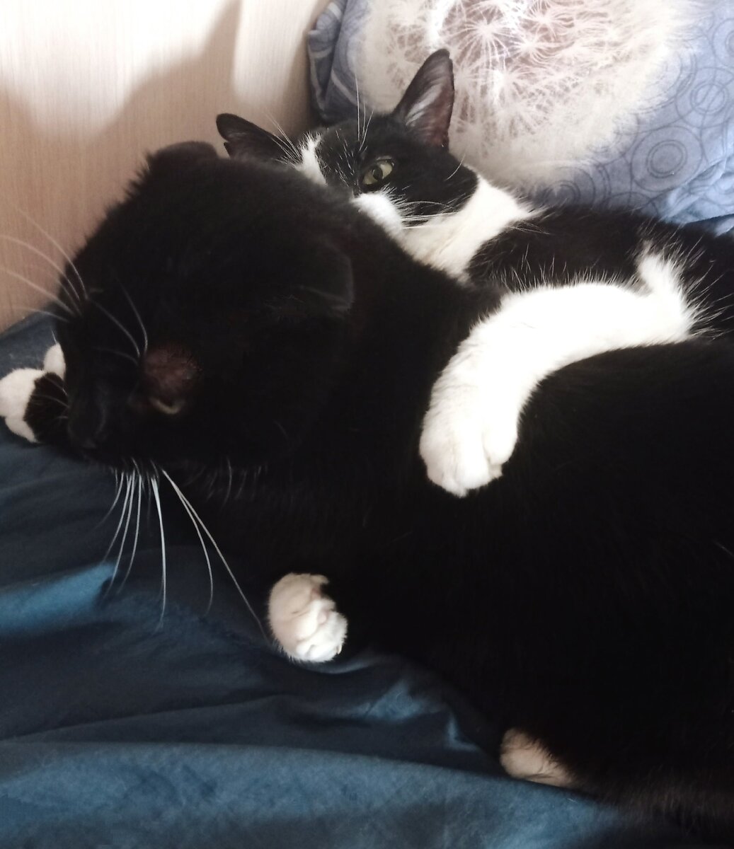 Сурена очень удобно обнимать, например