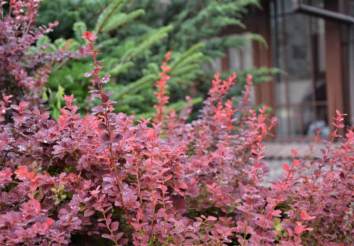 Александровский сад. Летний дождь