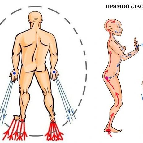 Циркуляция энергии в теле человека схема