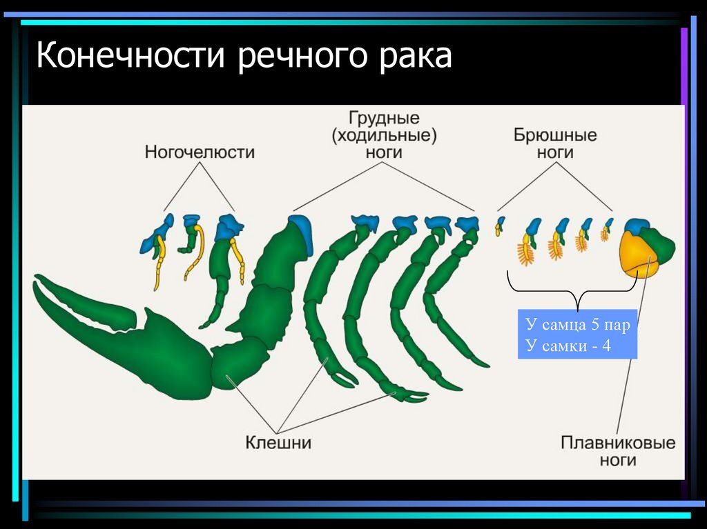 Четыре пары членистых конечностей. Конечности ракообразных. Конечности членистоногих. Челюсти ракообразных. Ходильные конечности у речного.