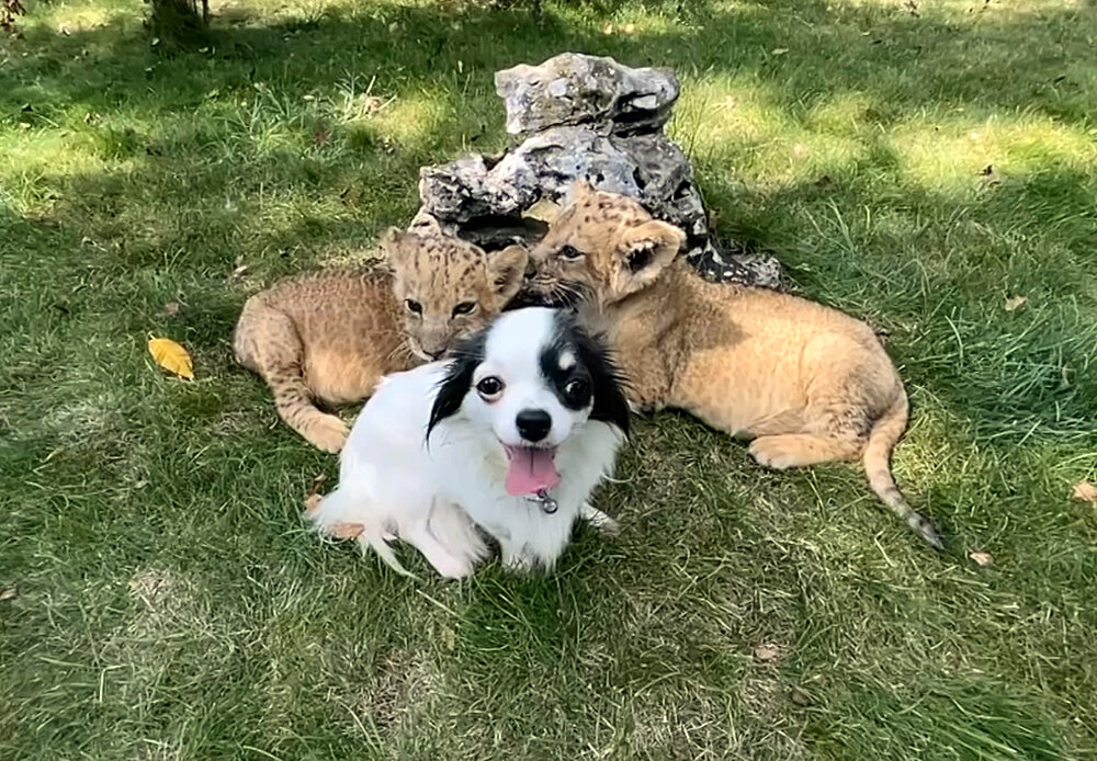    ©АО "ТВ Центр"