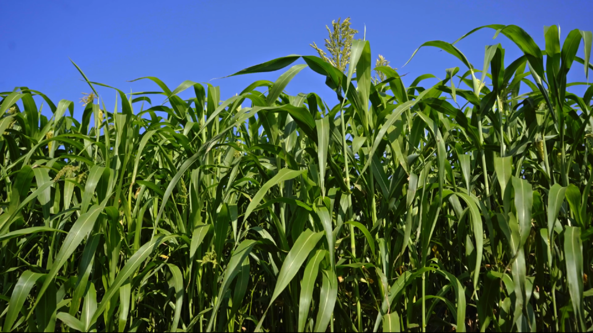 Сорго-суданковый гибрид "Сабантуй". Кадр из выпуска на канале "Культиватор"
