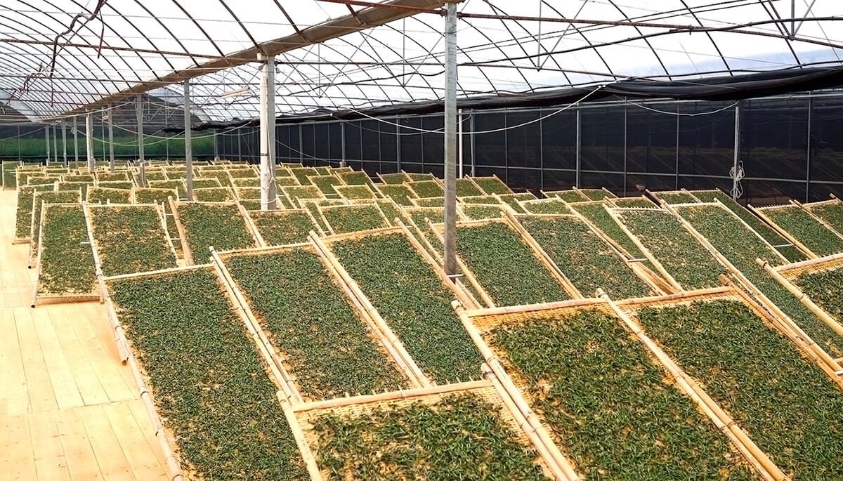 Примерно в таких теплицах происходит сушка и затем ферментация.