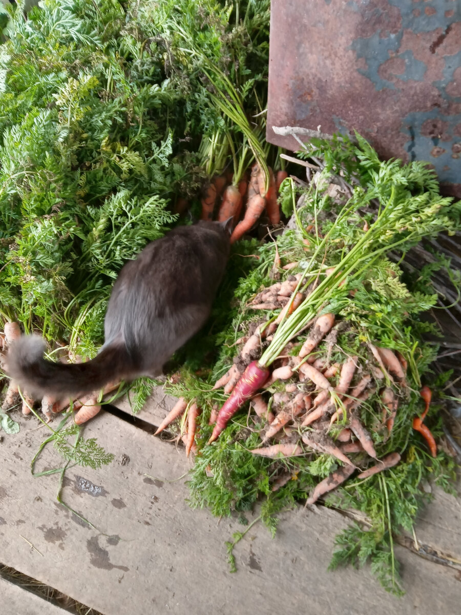 Тёма нюхает ботву и чихает