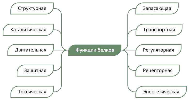 Схема биология в жизни человека