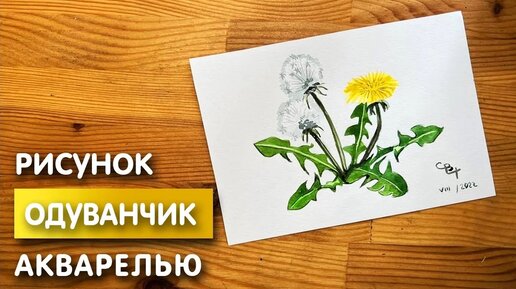 Весенние зарисовки. Выпуск 2 — как рисовать одуванчик с натуры