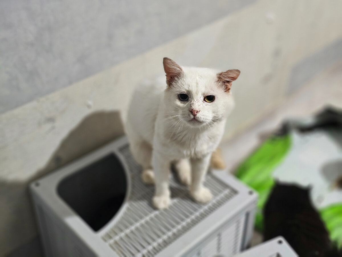 Фото автора. Наш новенький.