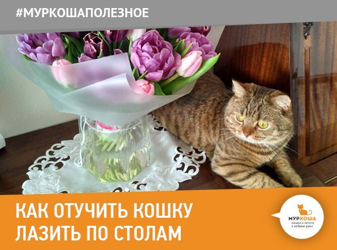 Кот лазит по столам