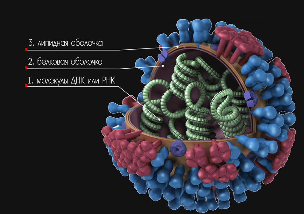 Вирус молекула белка