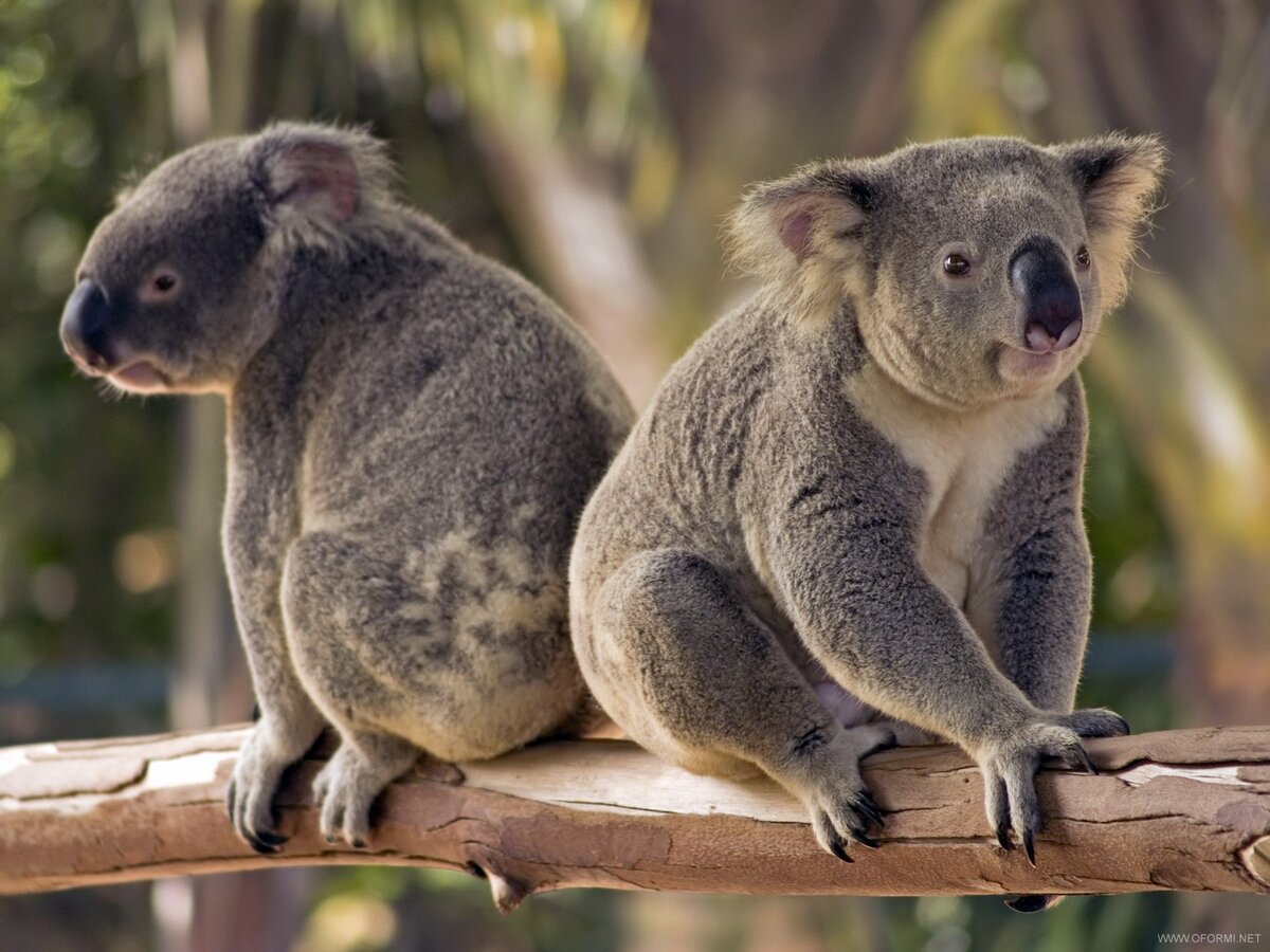 Коала сумчатое. Сумчатые млекопитающие коала. Сумчатый медведь коала Австралия. Коала двурезцовые сумчатые.