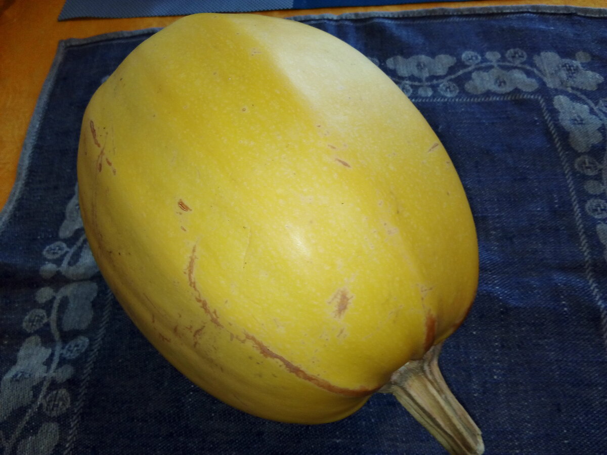  Ну как ею можно не восхищаться: конец апреля, а тыква, словно только что с бахчи, со всеми витаминами и минералами! 

