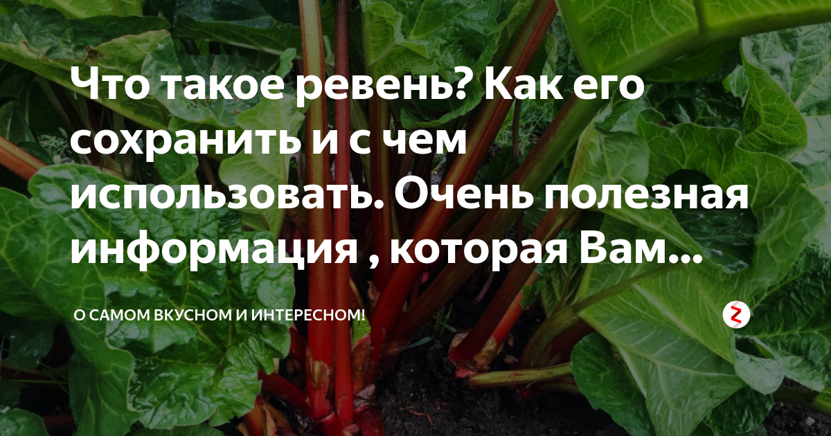 Ревень ударение. Ревень польза и вред для организма рецепты. Ревень действие на организм. Ревень польза и вред для организма при сахарном диабете. Свойства ревеня на организм человека.