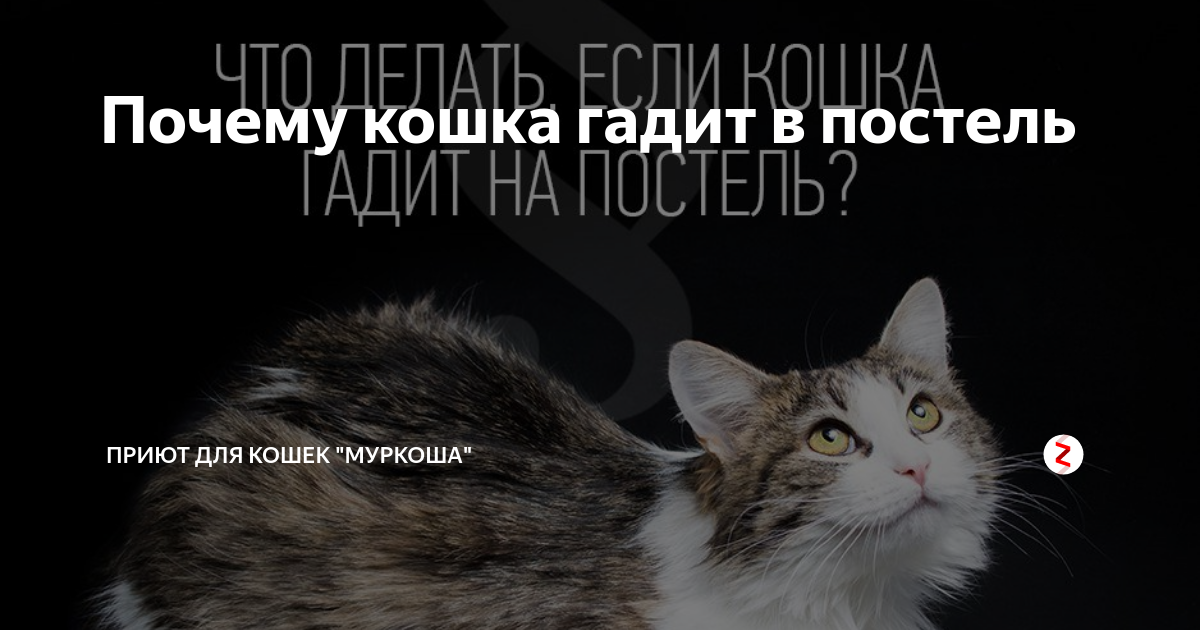 Кошка какает на кровати. Котенок нагадил на кровать. Котик гадит на постель. Почему кошка гадит. Почему кошка пакостит на кровать.