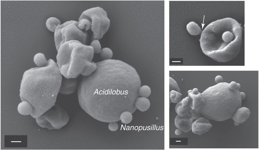 © Фото : Wurch et al. / Nature Communications 2016 Архея Nanopusillus acidilobi живет в очень кислых горячих источниках Йеллоустонского парка (США)