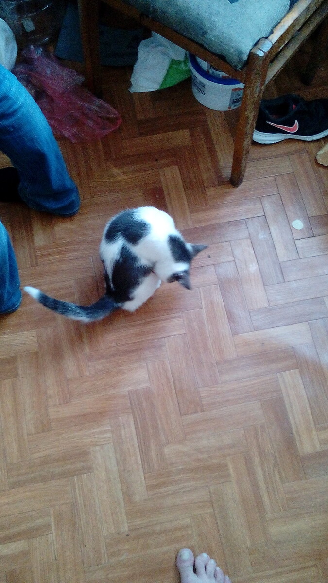 Их просто нужно любить и не оставлять в беде. Когда увидиш такое существо можно позвонить волонтерам  и сказать что там то или тамто животное без домное.