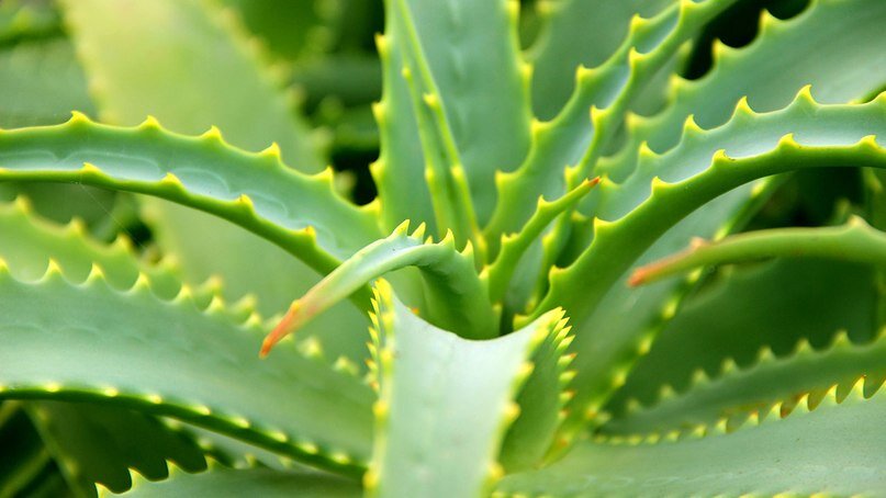 Листья алоэ