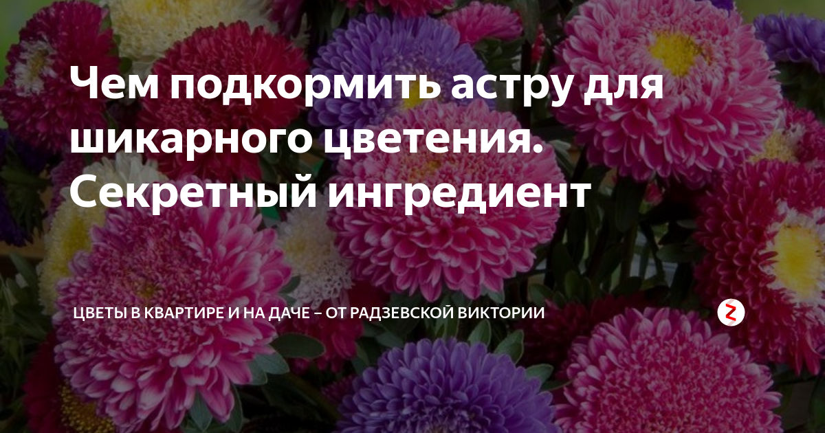 Чем подкормить астры в июле. Удобрения для астр. Болезни астр. Чем подкормить астры для обильного цветения. Астры болеют.