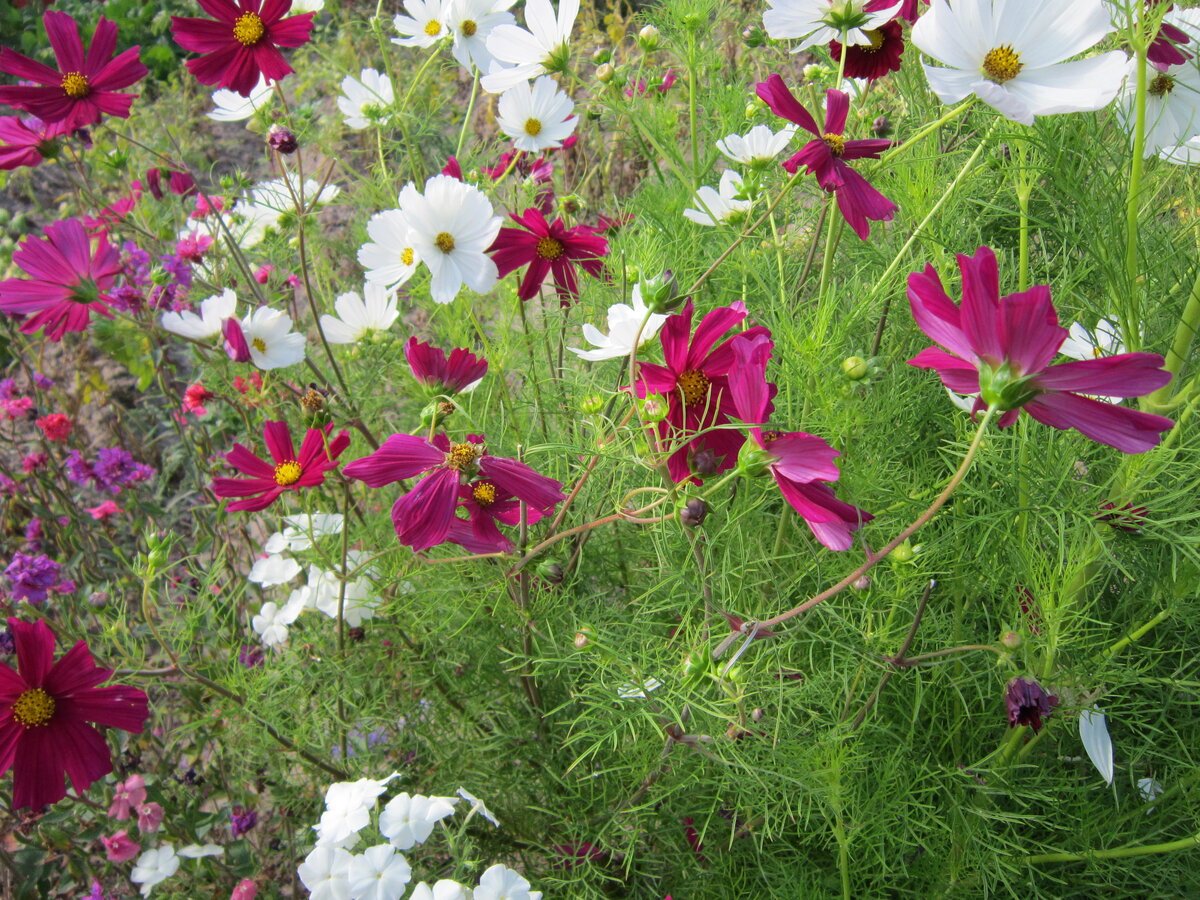 Среднерослые цветущие растения (30-100 см)