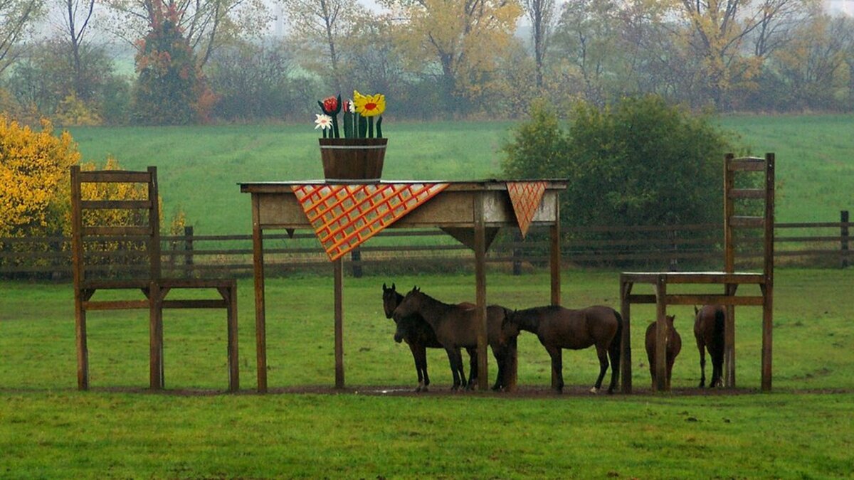 Horse table. Навес для коня прикол.