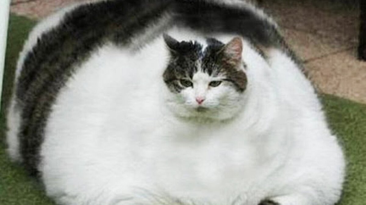 Самые толстые коты | Helperia.ru | Дзен