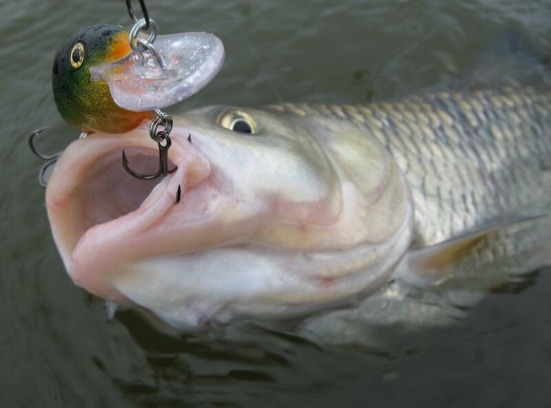 Жерех – рыбка, принадлежащая к карповому роду, несмотря на то согласно методу кормления её лучше причислить к хищникам. Равно как и многочисленные агенты этого рода ценится необычным привкусом говядины. У жереха отсутствуют болезнь, по этой причине основной его едой считаются небольшие рыбки, каковых некто заранее оглушает ударом собственного задолженности, а в дальнейшем тихо составляет. Добывание жереха считается гордынею рыболова, таким образом равно как словить данную рыбу с 1-ый один раз получается никак не абсолютно всем. Вылавливание жереха в осеннее время находится в зависимости с месяца сезона, а в свойстве снасти в главном применяют снасть. 


Основные разновидности ловли
Осенние притравы с целью жереха
Поведение жереха в осеннее период годы и вылавливание рыбы в связи с месяцев
Сентябрь
Октябрь
Ноябрь
Техника лова осеннего жереха
Процесс вываживания
Основные разновидности ловли
На снасть. В крупных речках и озерах применение ладьи значительно упрощает охоту в данную осторожную рыбу. Присутствие поддержки ладьи возможно неприметно пристать к вероятной области присутствия жереха. Данное следует осуществлять поверх согласно движению.
Спиннинг с целью троллинга.
Ловля с берега. С целью данного необходимо применять малозаметные снасти и основательно скрыть роль стоянки.
Лов в бомбарду.
Осенние притравы с целью жереха
Потому равно как в осеннее период рыбка располагается в дно бассейна, в таком случае наживку необходимо удерживать равно как возможно основательнее. Присутствие пришествии рассвета эта рыбка приступает к активной ловле из-за пищей, по этой причине ловлей необходимо работать в предутреннее период.

Для притравы рыболовы используют блесны, джиги, виброхвосты и искусственного происхождения мушки. Часто используют небольшой рыбной. Блесны имеют все шансы являться звонкого — коричневато-желтого расцветки. Мушки, равно как принцип, используют красных или снежных цветов.

Из звериных нажив особенное интерес уделяют уклейкам, верховкам и небольшим рыбкам. Вследствие того равно как эта рыбка – весьма робкая экземпляр, в таком случае наживы станут незначительный величины, однако важными. Данное колебалки, девоны, кастмастеры.