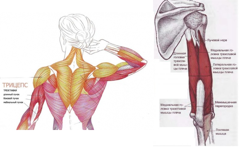 Длинная головка трицепса анатомия. Трицепс трехглавая мышца плеча анатомия. Мышцы трицепса анатомия и упражнения. Длинная головка трехглавой мышцы.