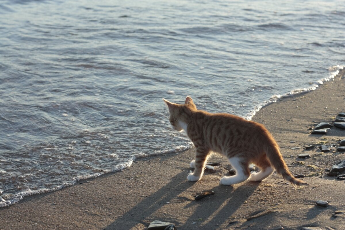 Никак не выберусь. Рыжий кот на море. Кот возле моря. Котенок возле моря. Море из котов.