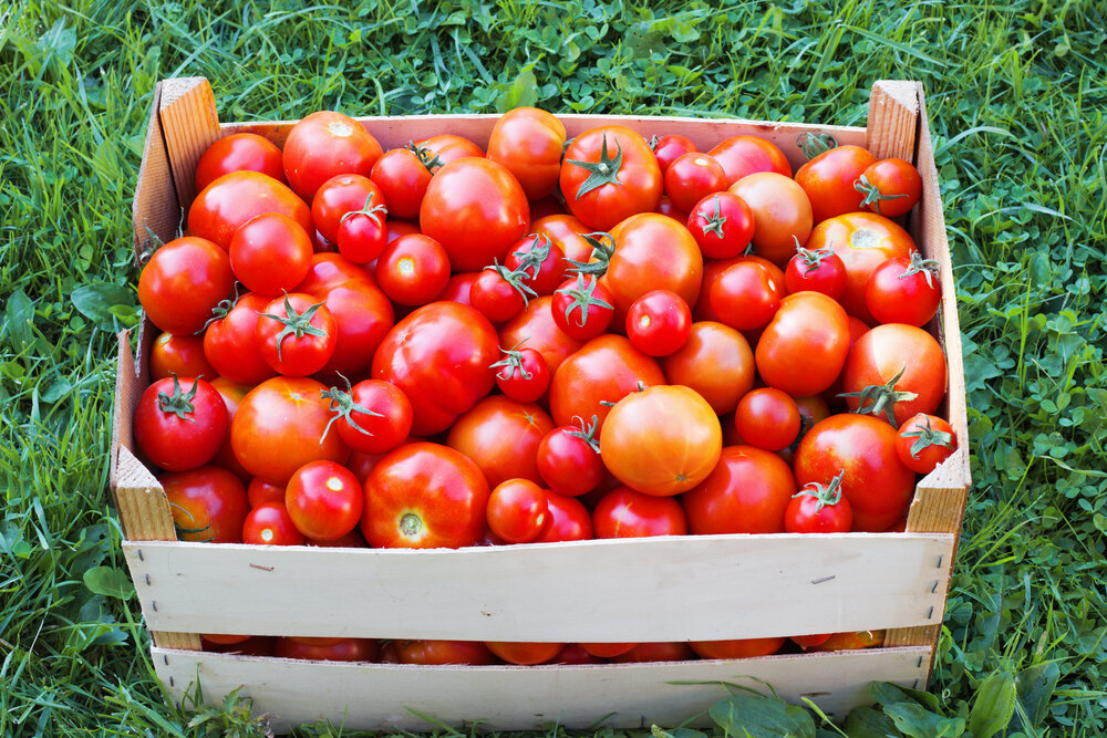 Получить хороший урожай помидор. Урожай помидоров. Большой урожай томатов. Помидоры в огороде. Помидоры в ящике.