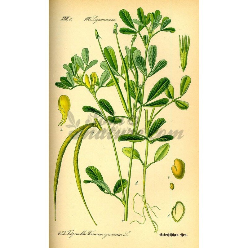 пажитник ударение. уцхо сунели пажитник голубой семена. хельба специя.