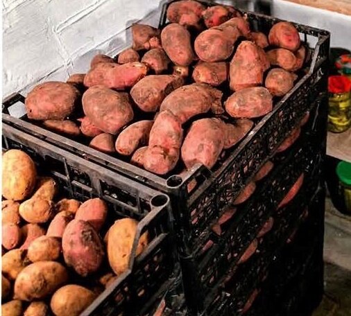 Ящик для хранения картофеля на балконе и в подвале своими руками