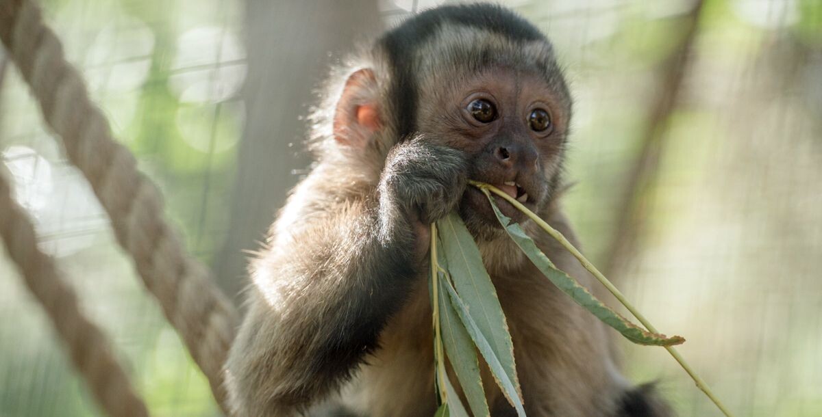Фото: vk.com/rostzoo