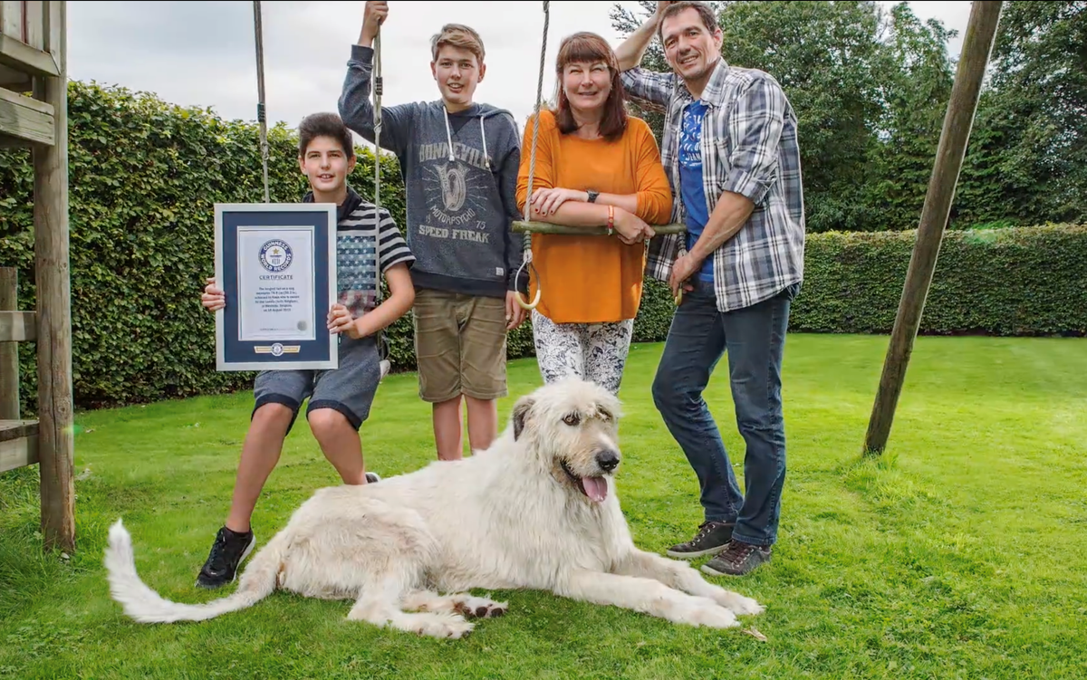 Собаки книга рекордов. Ирландский волкодав Кеон. Самая длинная собака. Собака с самым длинным хвостом в мире. Рекорды собак.