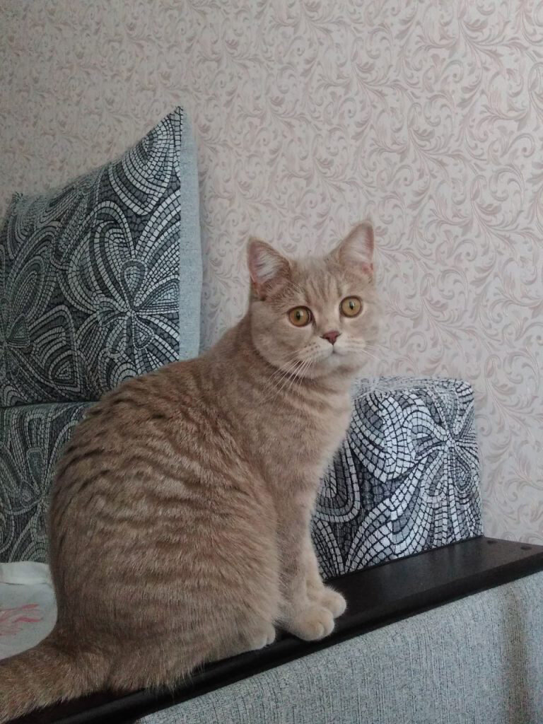 Коша подросла 