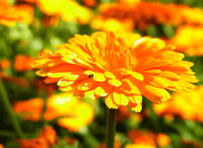 Календула или ноготки