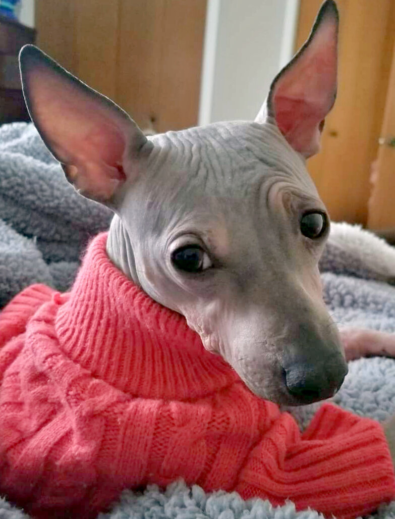 Мексиканский ксоло: без свитера я мерзну