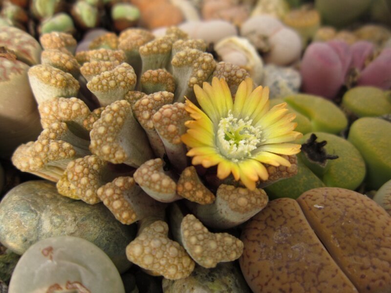 Аргиродерма Lithops Argyroderma