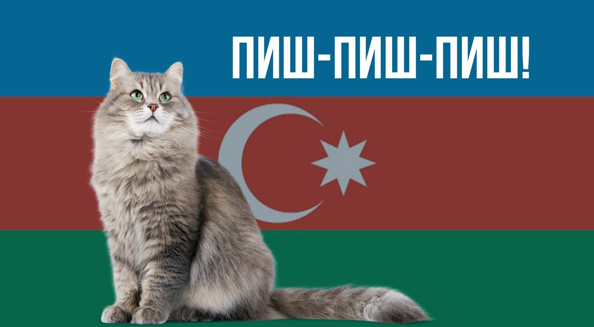 Котик на фоне флага Азербайджана