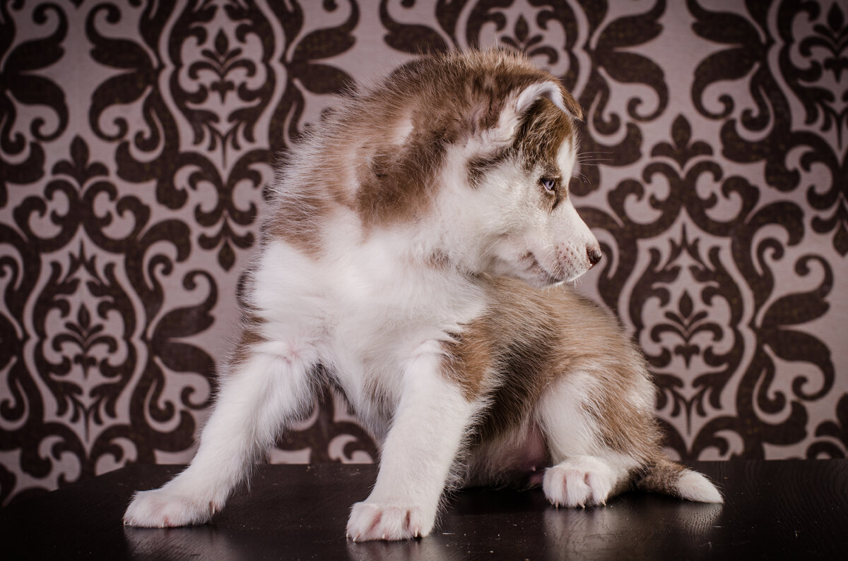 малышка Голди