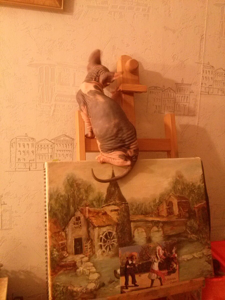 Кошкам не чужда эстетика))