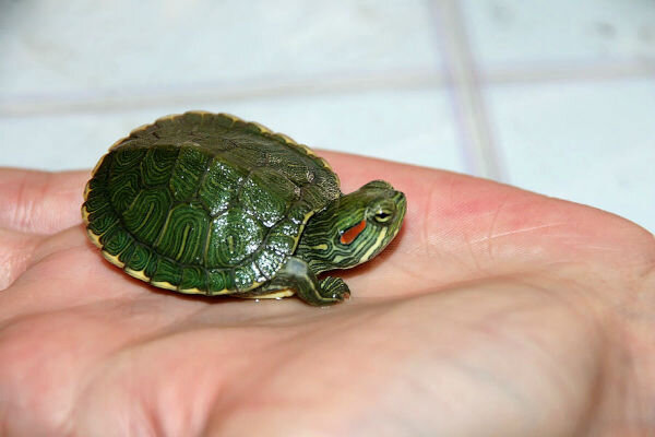 Среднеазиатская черепаха: уход и содержание в домашних условиях