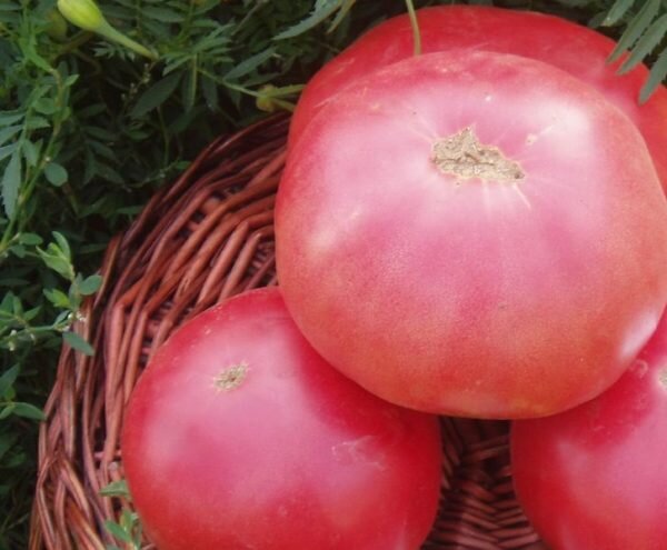 Салатные помидоры для теплиц, не нуждающиеся в опылении: лучшие сорта
