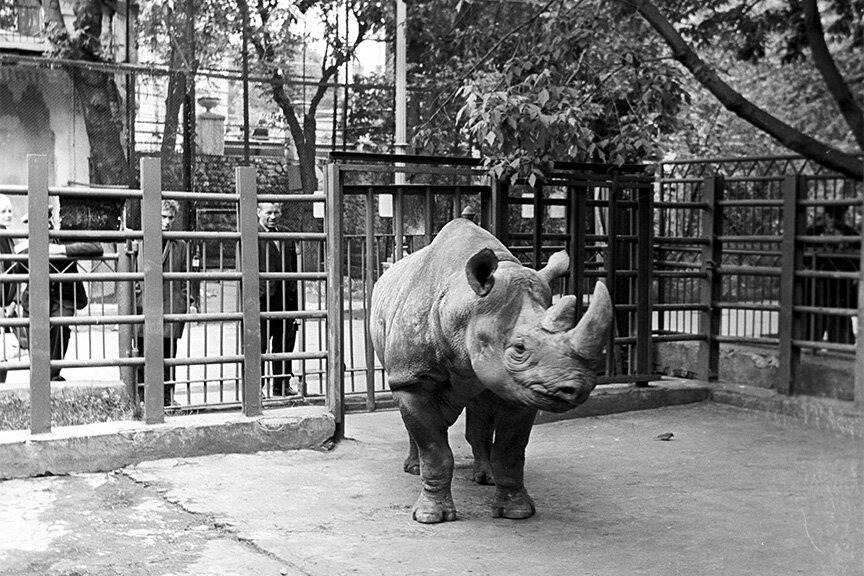 Африканский носорог, 1968 год;
Фото: Ю. Ильин / РИА Новости
