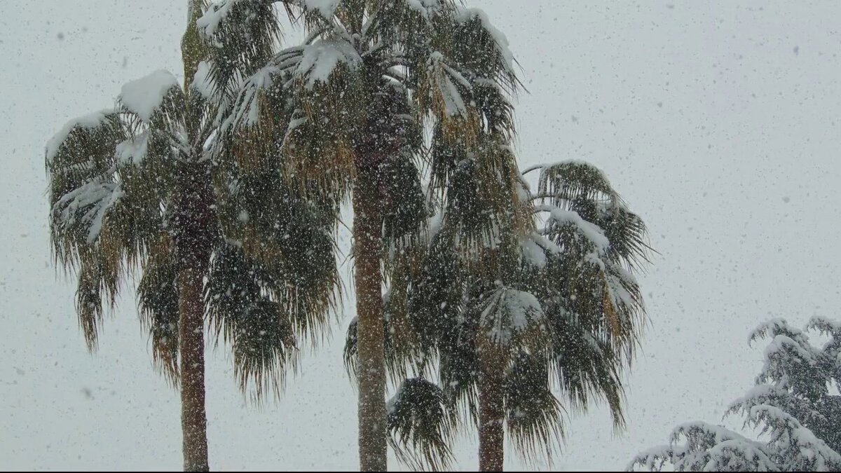 Довольно экзотическое зрелище - пальмы в снегу