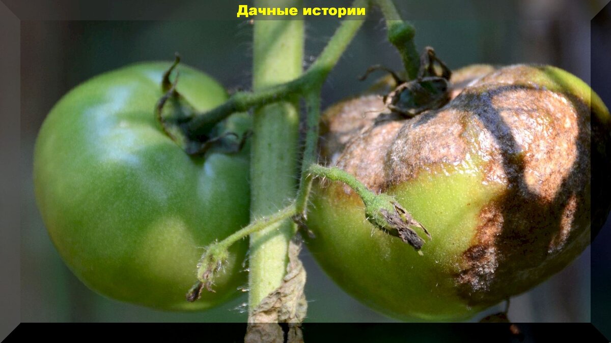 https://vk.com/photo-159774511_456241553