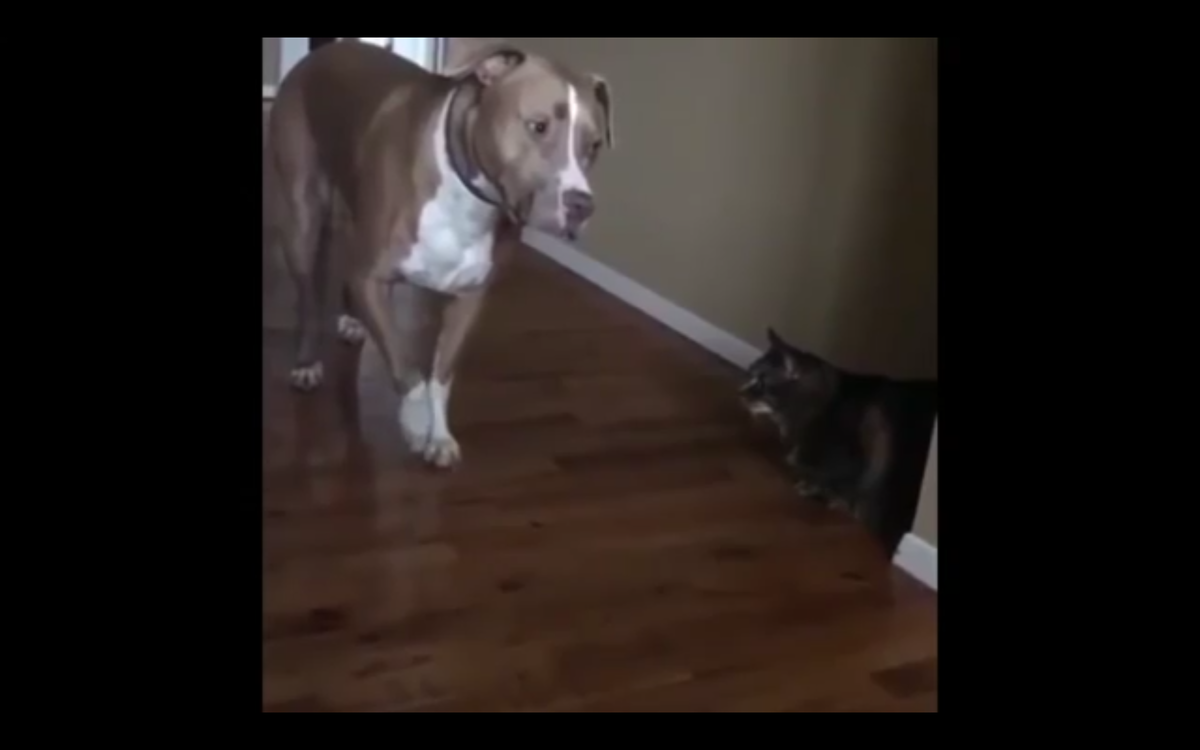 Кадр видео youtube.com/Rumble Viral 