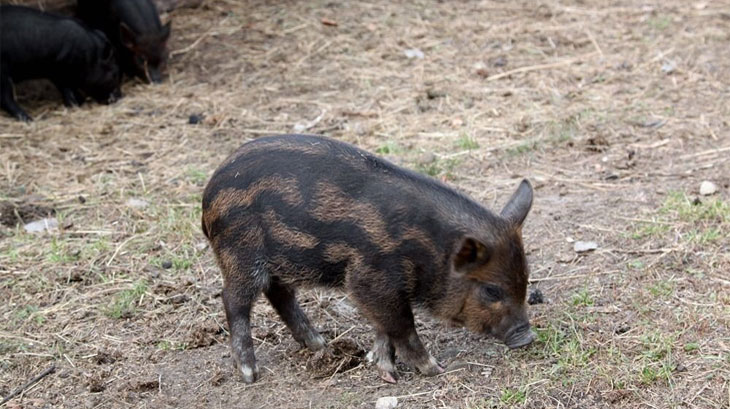 Фото из интернета. https://сельхозпортал.рф