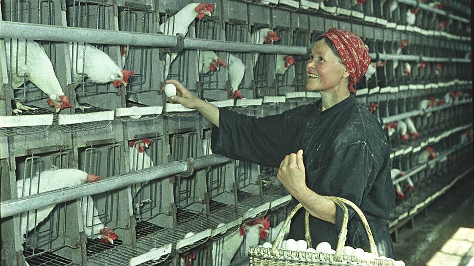 Птичница это. Птичник птицефабрика в СССР. Профессия птичница. СССР Птицеводство. Птичница на птицеферме