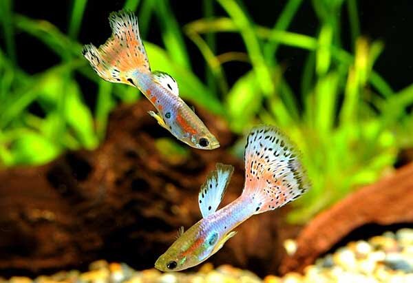 Источник фото: pet-tajima.com