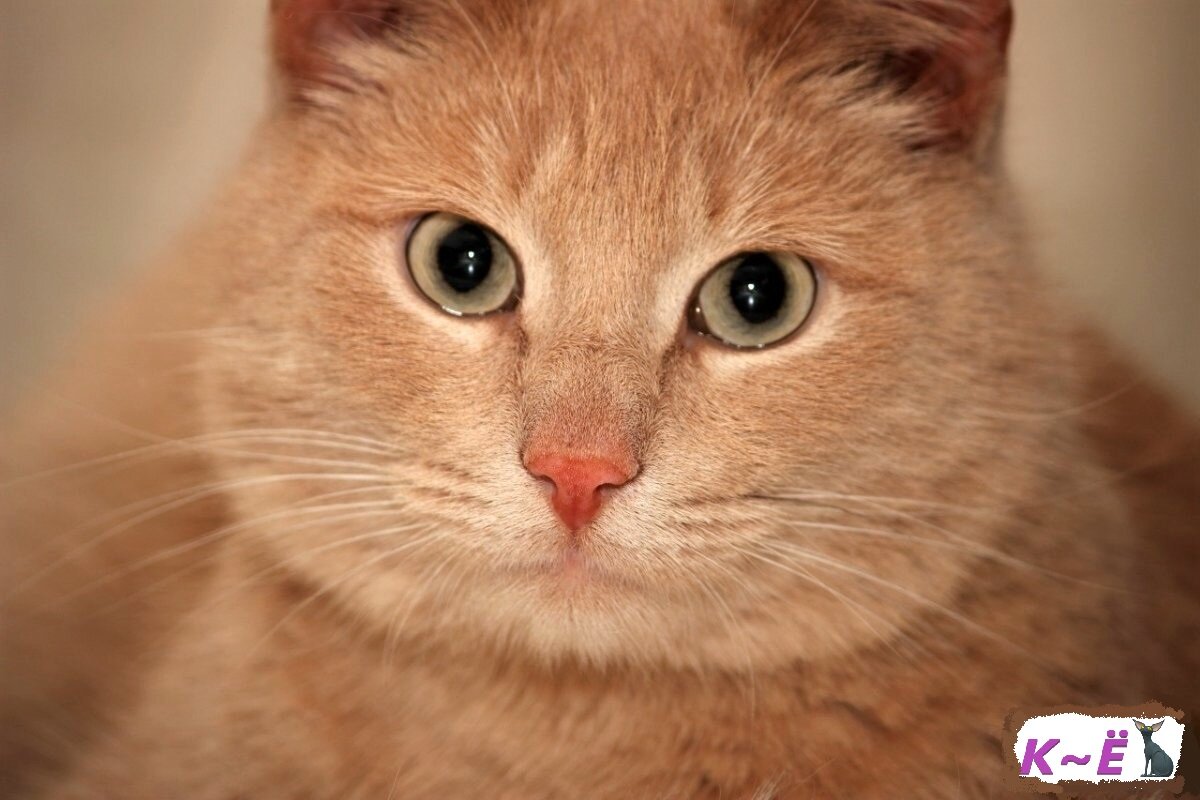 Вид киски персик. Сибирский гладкошерстный персиковый кот. Рыжая кошка с персиковым. Кот персикового цвета порода. Порода кошек персикового окраса.