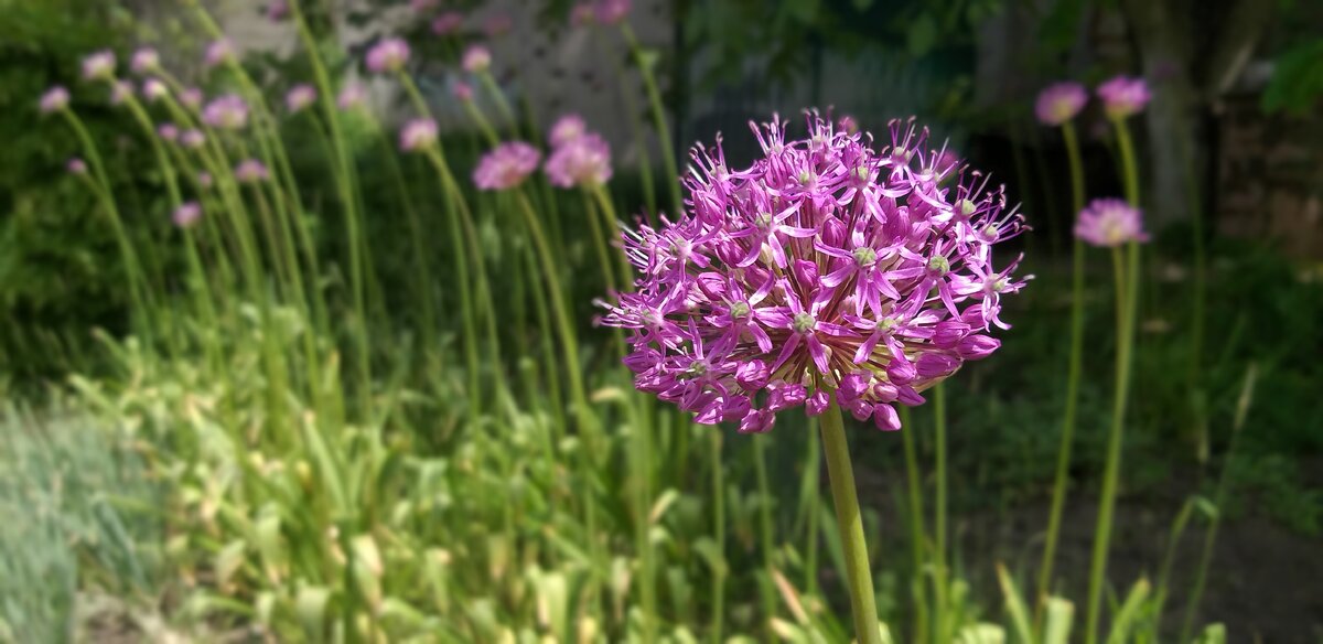    Это красивое луковичное растение называется декоративным чесноком. Оно насчитывает около 500 видов, но одним их самых эффектных является сорт Allium aflatunense «Purple Sensation».-2